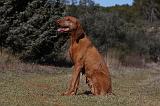 VIZSLA poil court 069